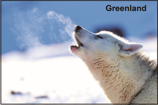 Magnet Husky pic.