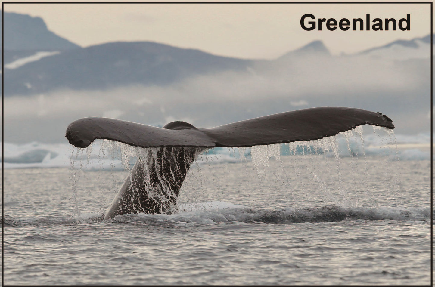 Magnet Whale pic.